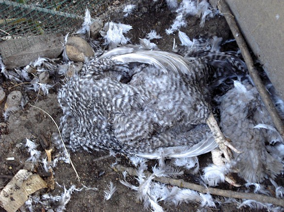 La Faina Come Uccide Le Galline